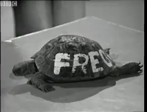 #OTD 1969: Living in a box! Freda the Blue Peter tortoise got packaged up for Winter. Tortoise fans: is this still the done thing? | BBC Archive