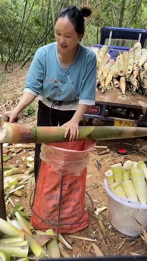 Easy Bamboo Shoot Planting, Crisp Sound and Fragrant Aroma竹筍種植輕鬆簡單快速收割，一刀切下聲脆香濃太解壓