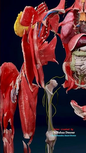 3D Human Anatomy: A Comprehensive Layer-by-Layer Study
