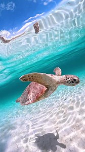 682K views · 22K reactions | Oceans and lakes are home to many...