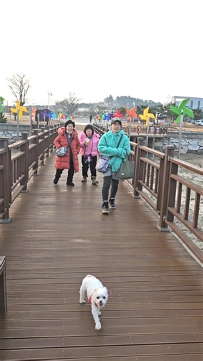 국내 최장 1.5km 바닷길 목재 탐방다리 걷기. #무안갯벌랜드#바다#갯벌#강아지