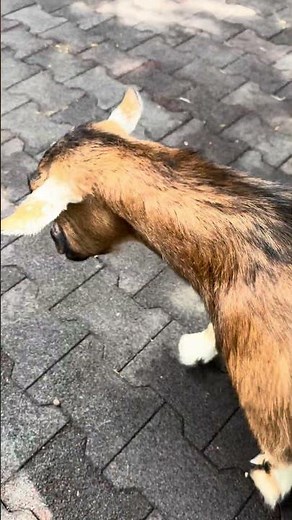 Kids Loved Adorable Goat Petting Zoo