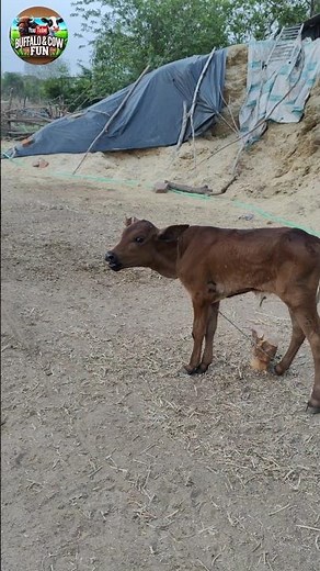 Baby Cow Crying for Mom | Real Village Sound #calfsound #cow #sound #animalsounds #village #animals