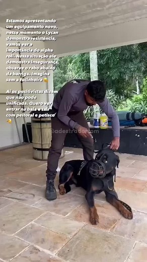 Adestrador Tom: Alpha Roll Cachorro