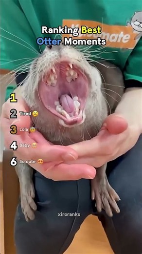 RANKING THE BEST OTTER MOMENTS
