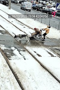 2.5M views · 10K reactions | Smart dog joins forces with its young owner to rescue a senior | Fabiosa Hearty | Facebook