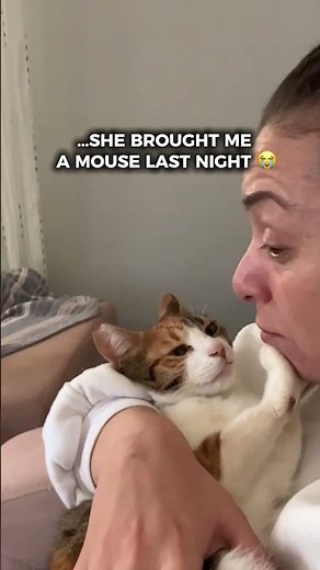 I was kissing my cat Sam… then I remembered what she did 😭 #catshorts