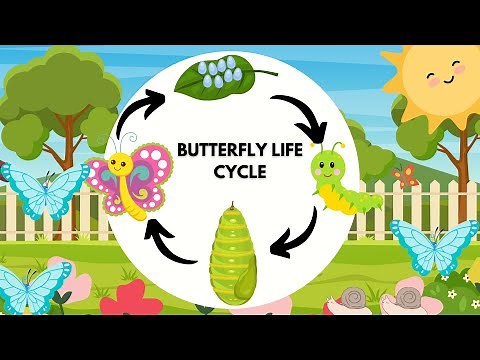 BUTTERFLY LIFE CYCLE