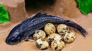 136K views · 2.3K reactions | Experiment With Coca Cola and Mentos ❤️Link video: https://youtu.be/-NlGysawh-M | Funny Stop Motion Cooking | Facebook