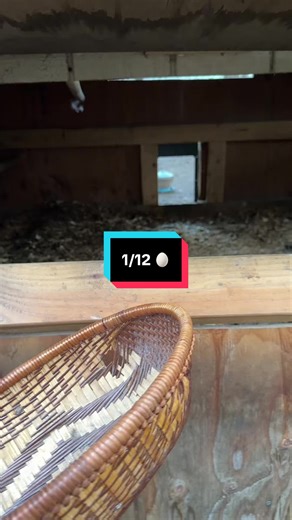 Egg Collecting Tips for Backyard Chickens