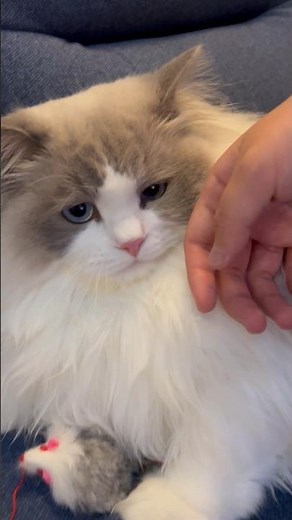 Ragdoll cat chaos mode = instant chaos 😼 | Copper