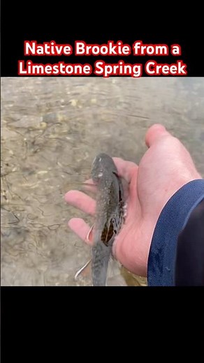 Fly Fishing a Limestone Spring Creek for NATIVE BROOK TROUT