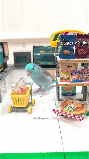 Want a slice of pizza? 🍕 miniature cooking mini food #parrotlet