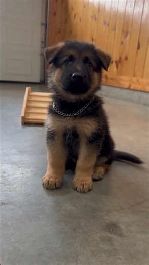 German Shepherd Puppy Learning With Amazing Focus #SmartPuppy #PuppyTrainingy