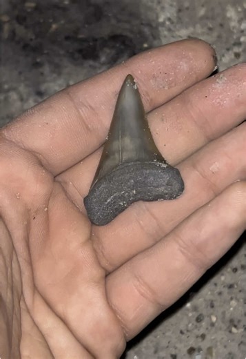 CLEAN hastalis Mako🔥 #mako #prehistoric #sharkteeth #fossilhunting #gems #nature #sharks #floridalife #fyp #paleontology #megladon #fossils