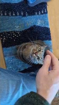 Purr machine and tail pulling