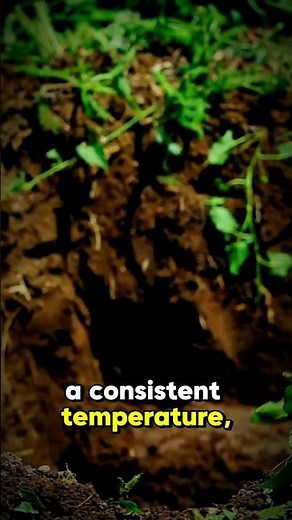 Building a Root Cellar: Essential Storage Tips 🥔 #survivalshorts