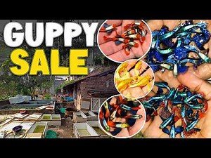 Imported Guppy Fish For Sale | Guppy Price | Guppy Farm
