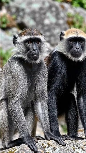 Learn smart languages ​​with Duolingo: 15 minutes of awesomeness every day!#trending#love#shortvideo