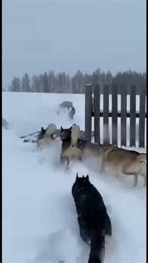 “Bear Falls Off Roof and Runs for Its Life Snowy Chase with Dogs!”
