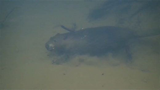 One wrong step, one angry beaver, and the whole trip was done