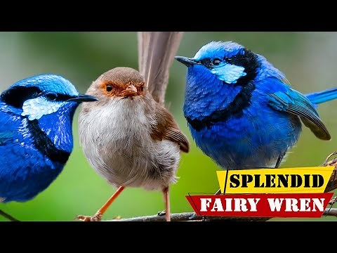 Splendid Fairy Wren - Australian Native Bird