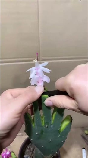 Cactus Grafting for Beginners | Step-by-Step Guide