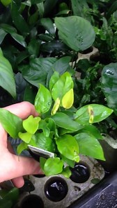 Anubias Nana Golden - a bright golden leaf Anubias suitable for beginners and up. Tie down to rock or wood and this plant will grow happily. http://www.aquariumgardens.co.uk/anubias-golden-nana-1566-p.asp | Aquarium Gardens