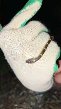 Travancore wolf snake it's non venomous snake but it's look like a common krait #snakes #cobra #naag