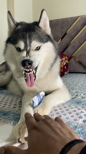 Trying to snatch my eyedrop cover away from husky he thinks everything is a toy 🤣 #husky #dogsofinstagram #siberianhusky #dog #huskylove huskylife huskypuppy huskiesofinstagram dogs puppy huskies huskylovers huskygram huskyworld huskyphotography huskynation doglover dogstagram puppylove doglife puppiesofinstagram huskysiberiano dogoftheday love huskymix instadog huskyofinstagram doglovers huskypics cute | Raipuriya Prank