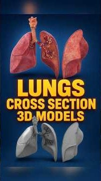 3D Cross Section of Human Lungs: Detailed Anatomy Explained