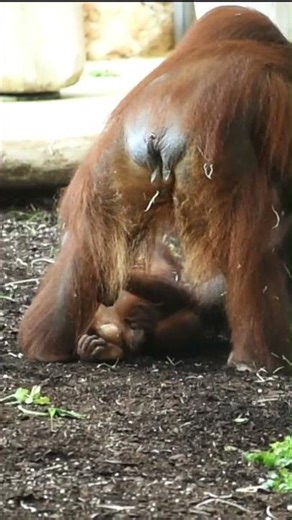 This Baby Orangutan Will Lift Your Spirits!#shors#orangutans#funnyvideo#funnyanimals
