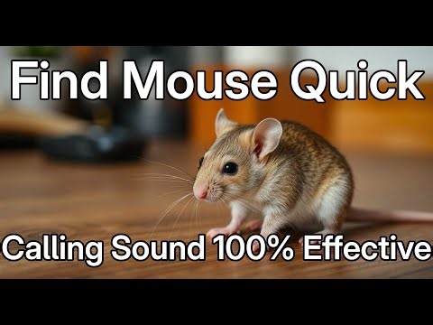 🐭 Find Your Lost Mouse Fast! | Real Mouse Calling Sounds