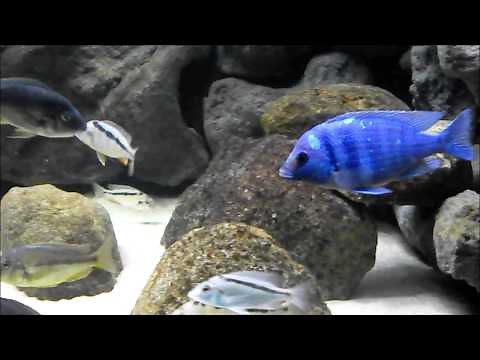 Mylochromis Mchuse