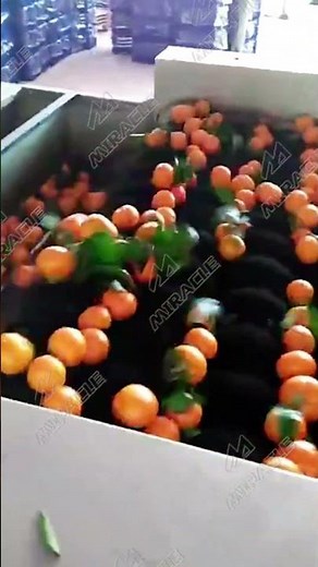tangerine sorting washing drying waxing and sorting line | orange, citrus fruit grading machine