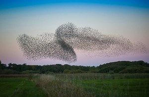Sådan oplever du Sort Sol | Visit Rømø & Tønder
