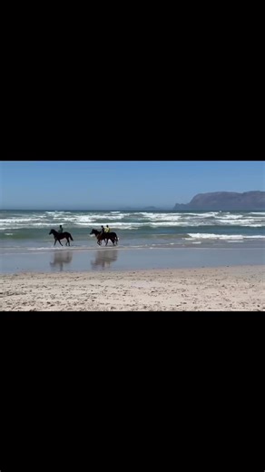 15 reactions | Our horses had a refreshing morning at the beach — a little salt therapy, splashing in the surf, and plenty of fun in the sand! Powered by Hollywoodbets SA #RaceYourDream | Crawford Racing | Facebook