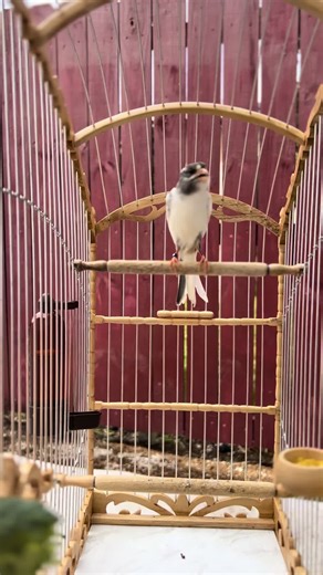 Vaquita 2033: Un Espectáculo de Entretenimiento