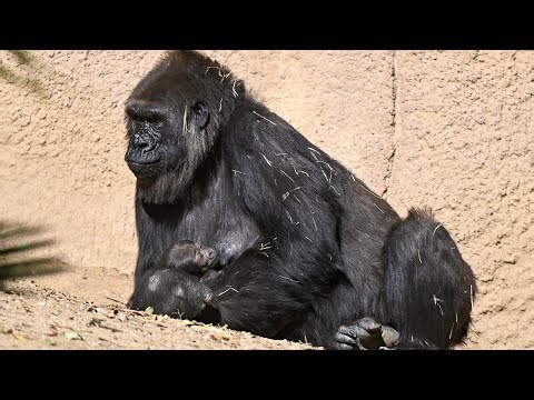 Baby Gorilla Alert: Meet the Zoo’s Newest Arrival