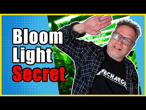 Don’t Flip Your Cannabis Plants Into Flower Until You Know About This