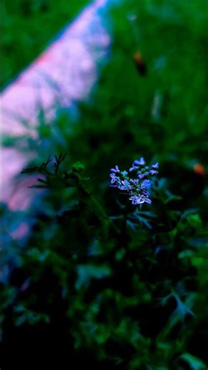 Nature view master 🌳 #subscribe #video #share 🌳