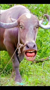 🦬🦬😁😁🪣#funny #comedy #cow