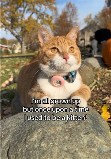 My Cat. Then and Now ❤️📣🐈 #cat #meow #kitten | cats