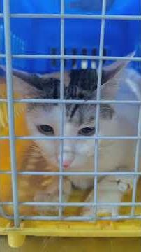 🐱 Cat Dental Treatment | Professional Teeth Cleaning at Animals World Pet Clinic 🦷❤️