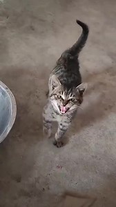 Building a cat army. 🪖😻 #cats #ilovecats #catsofinstagram #catlover #kitten #catsoftiktok #cat | I Love Cats