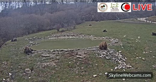 【LIVE】 Live Cam Bear Sanctuary - Romania | SkylineWebcams