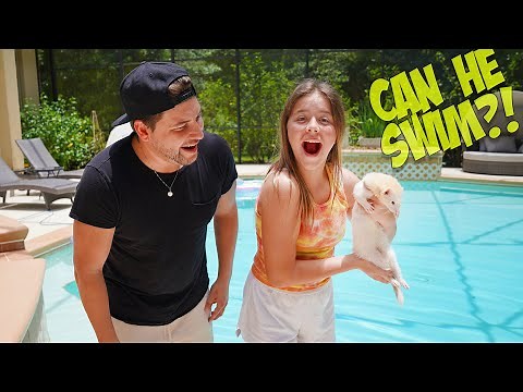 WE TRY TO TAKE OUR PET FERRETS SWIMMING!!