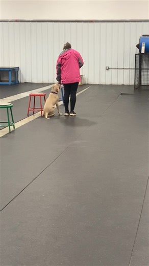 10K views · 262 reactions | One of the coolest teams from a recent puppy class - so much changed over the six week program. These two REALLY built a connection and clear communication- here Orin is demonstrating learning about an automatic sit when out for walks! Super connection- great feedback from his handler and strong understanding of how to make the picture CLEAR for the dog to understand what we want! Great job you two!! | The Barking Lot of WNY, Inc. | Facebook