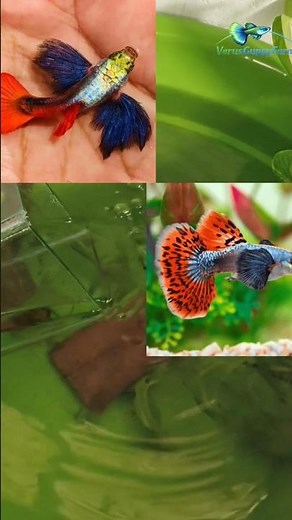 அழகான கப்பி மீன்கள்| Best Guppy Fish for Beginners 🐟 | Easy & Beautiful #shorts #guppy #guppyfish