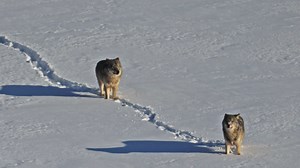 WOLF WEEK: Wolves to be reintroduced on Lake Superior's Isle Royale
